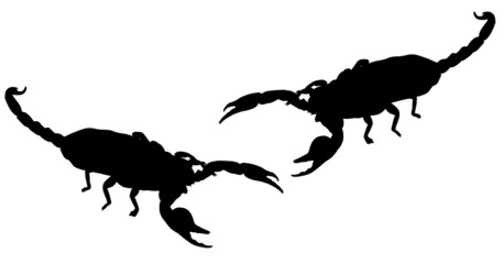 Two Scorpions