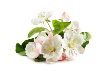 Apple-tree twig with flowers