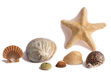 Stella marina e conchiglie