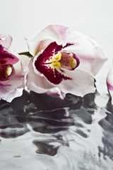 Orchids floating on water