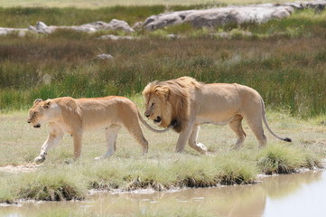 Fototapeta na wymiar Para lwów