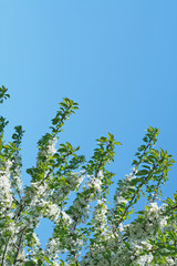 white flowers and blue sky