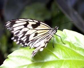 butterfly