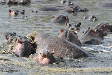 Fototapeta premium Flußpferde