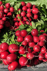 Radieschen auf dem Wochenmarkt