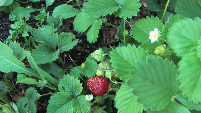 Fragole in vaso