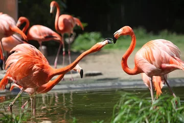 Door stickers Flamingo flamingo