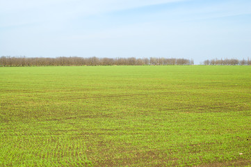 Fototapeta premium green field