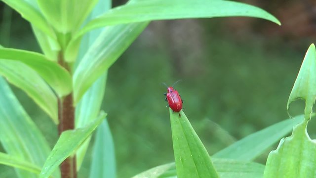 Insetto rosso su una foglia