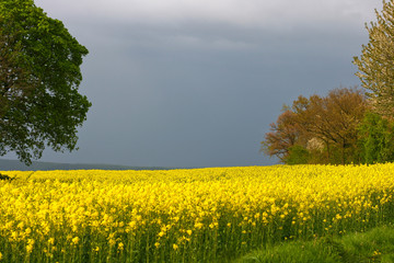 Rapsfeld im Fr&uuml;hling