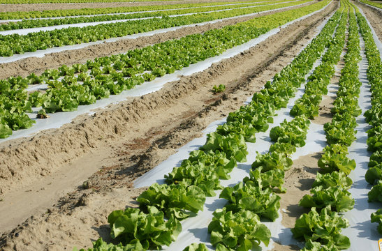 culture de salades plein champ
