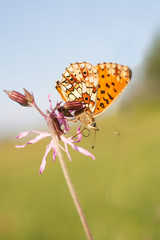 Pearl-bordered Fritillary