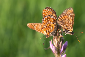 Marsh Fritillary