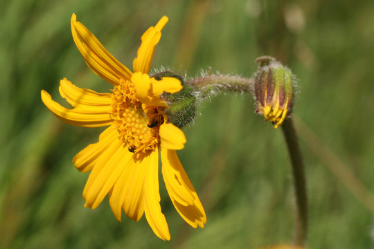Bl&uuml;te und Bl&uuml;tenknospe von Arnika