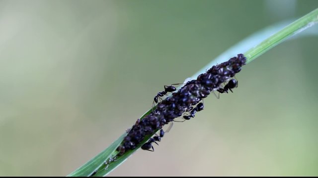 coop&eacute;ration fourmis pucerons