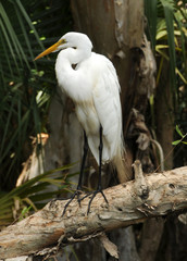 Great egret