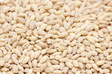 barley
