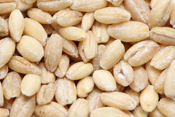 barleyq