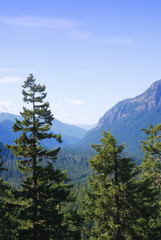 Mauntain panorame view with pine trees.