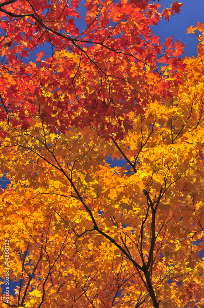Wall mural autumn maple tree
