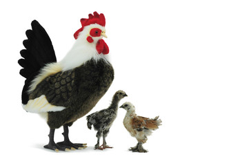 Coq et deux Poussins