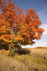 Autumn Colours & Crop