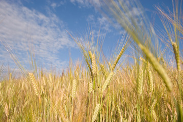 Obraz premium Wheat