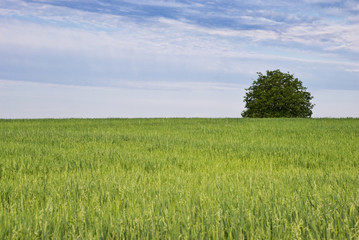 Tree and green field of oats