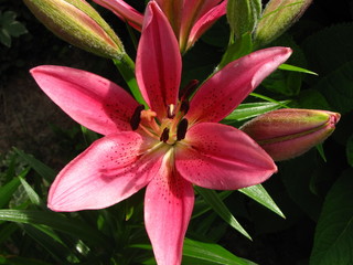 Sunlit Lily