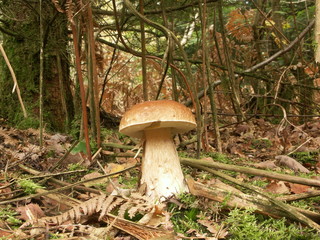 KONICA MINOLTA DIGITAL CAMERA