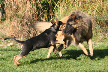 Hunde beim Spielen