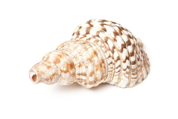 Conch shell isolated on a white studio background.
