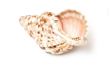 Conch shell isolated on a white studio background.