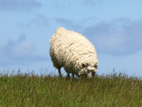 Deichschaf