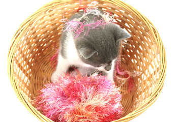chaton dans un panier