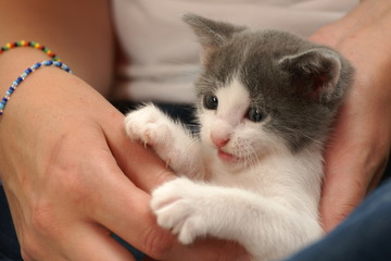 jeune chaton de 1 mois