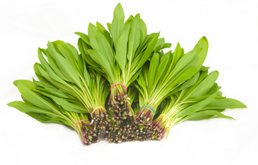 Ramson fresh leaves