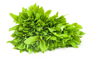 Ramson fresh leaves