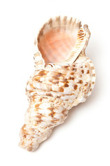 Conch shell isolated on a white studio background.