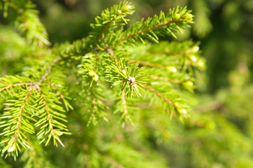 Furtree branches with young runaways