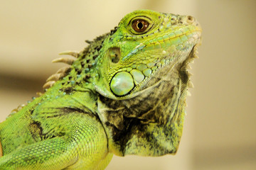 grüner-leguan