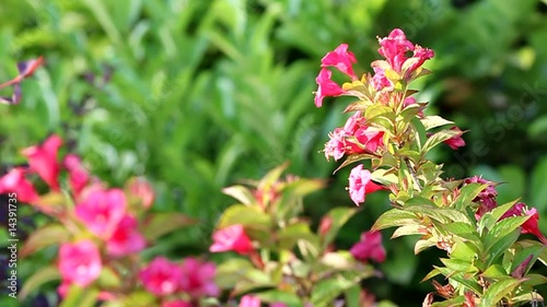 Arbuste à Fleurs Roses En Trompette En Fleur Stock Footage