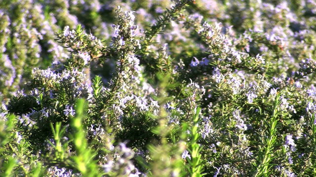 Bees on rosemary blooms - HD