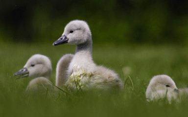 Schwan Küken - ich bin der Größte!