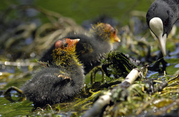 Blässhuhn - Küken: Mama schau, ich kann fliegen!