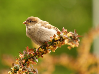 sparrow