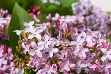 violet flowers of lilac