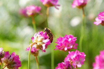 Fototapeta premium bee