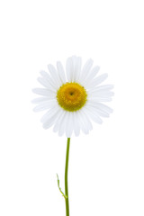 Fototapeta premium Margerite
