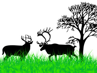 Deer on the grass illustration